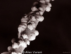 Dasycaris zanzibarica on cirripathes sp. by Alex Varani 